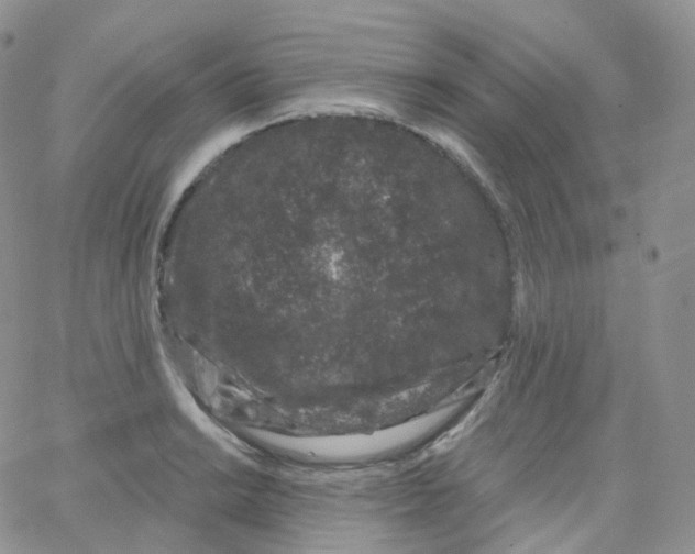 X0000065261038200603131157