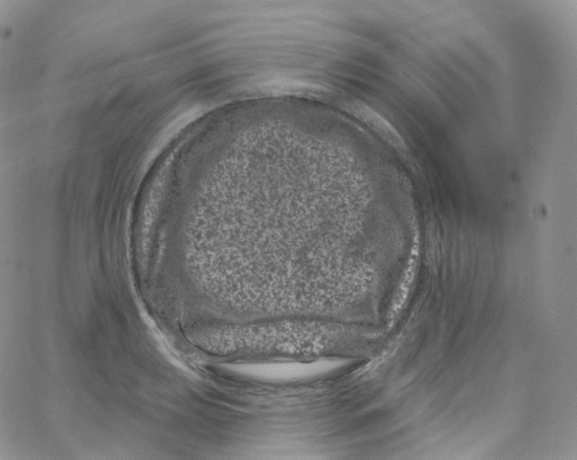 X0000065261039200603131157