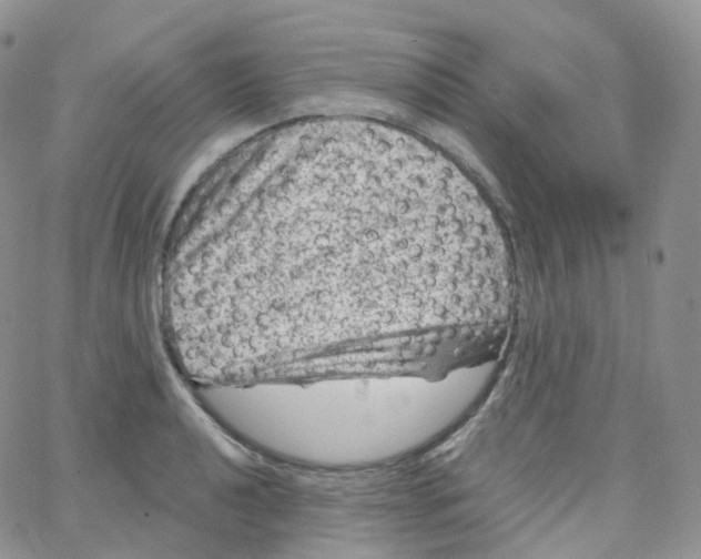 X0000065261040200603131157