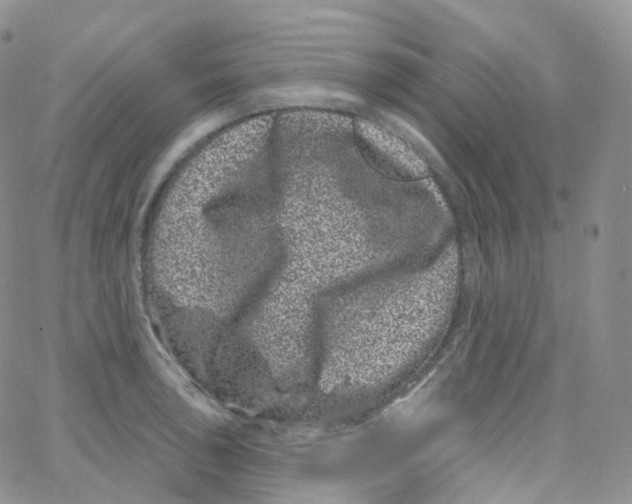 X0000065261043200603131157