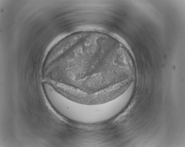 X0000065261045200603131157