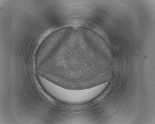 X0000065261083200603131156