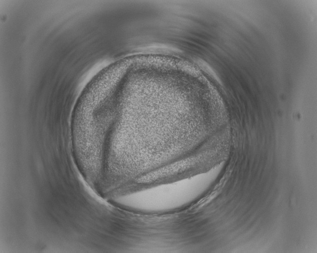 X0000065261087200603131156