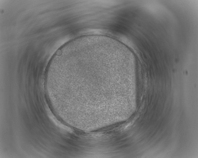 X0000065261090200603131156