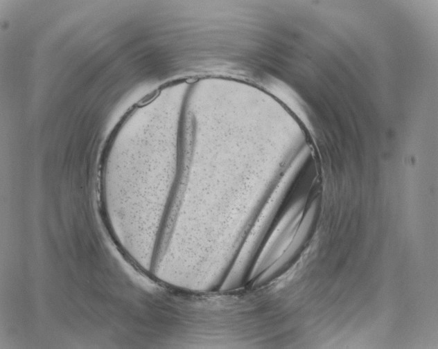 X0000065261093200603131156