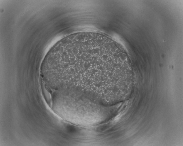 X0000065261095200603131156