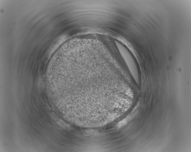 X0000065261097200603131156