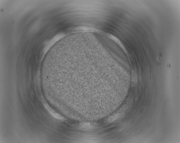 X0000065261098200603131156