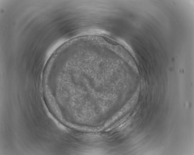 X0000065261103200603131156