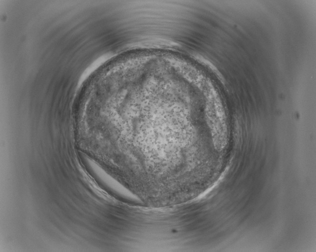 X0000065261114200603131155