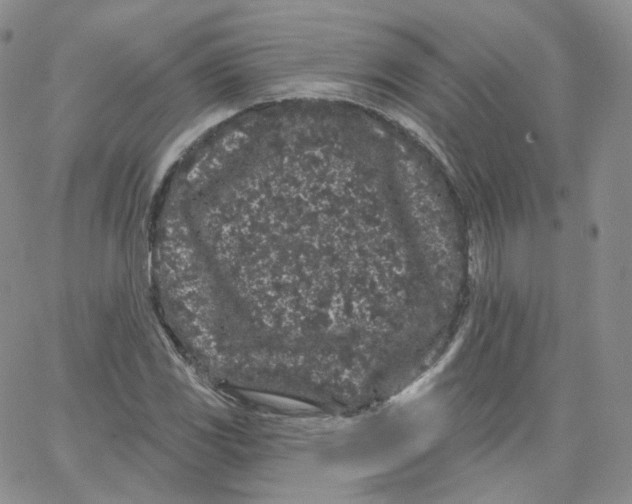 X0000065261117200603131155