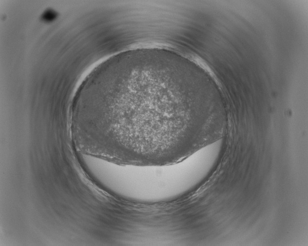 X0000065261124200603131156