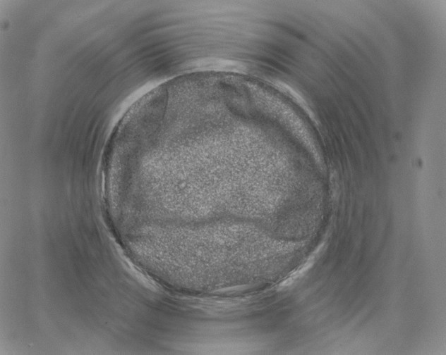 X0000065261125200603131156