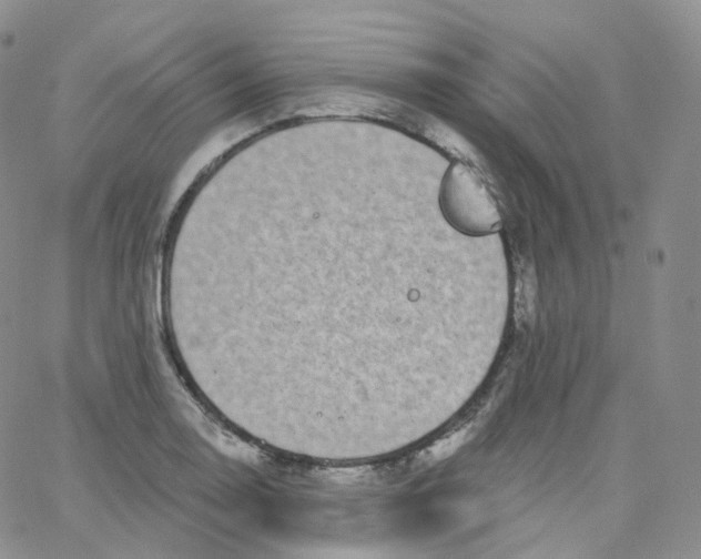 X0000065261130200603131156