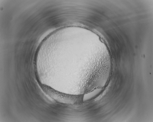 X0000065261141200603131156