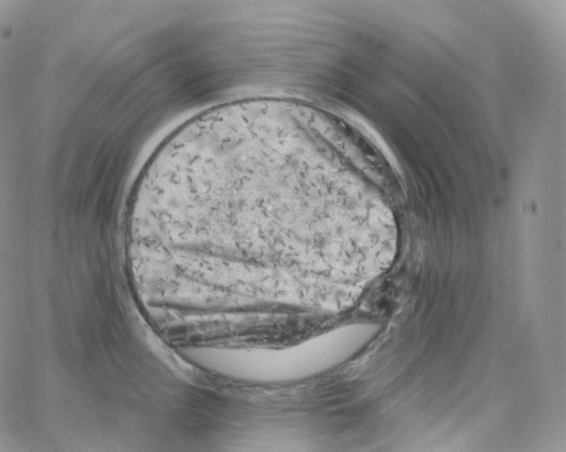 X0000065261148200603131156