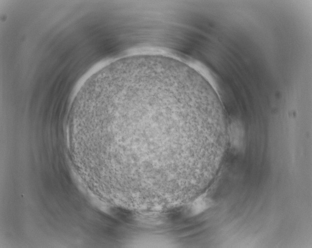 X0000065261150200603131156