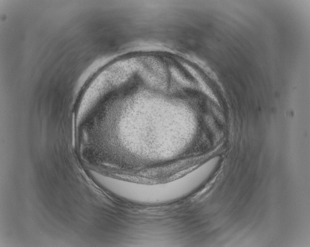 X0000065261175200603131155