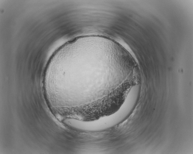 X0000065261197200603131154