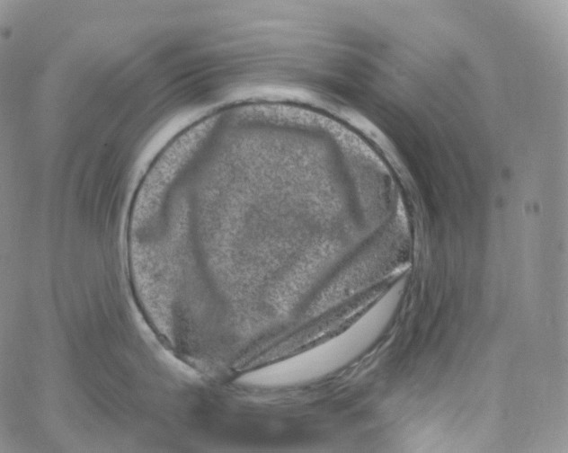 X0000065261199200603131154