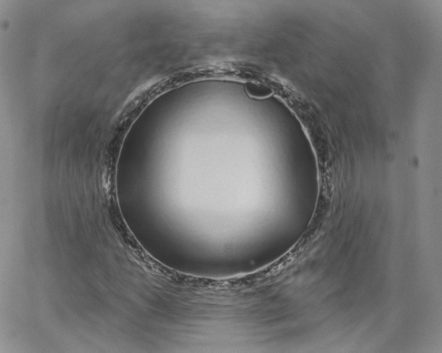 X0000065261206200603131154