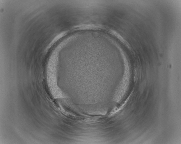 X0000065261213200603131154