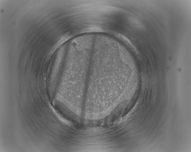 X0000065261225200603131154