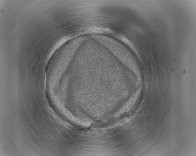 X0000065261227200603131154