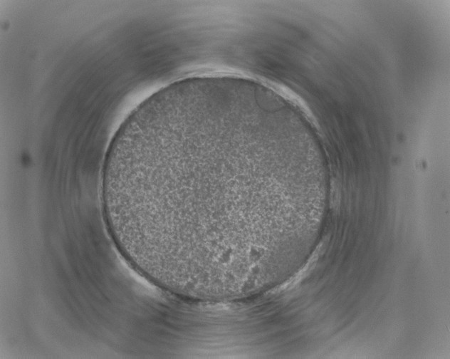 X0000065261231200603131154