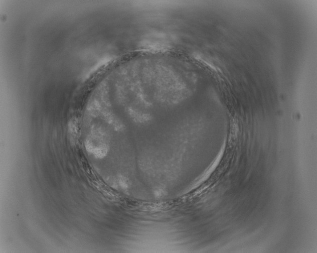 X0000065261254200603131154