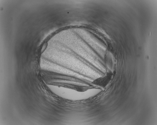 X0000065261256200603131154