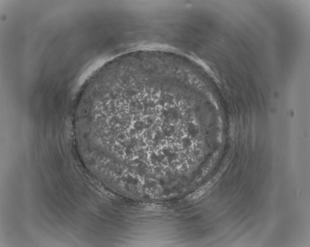 X0000065261263200603131153