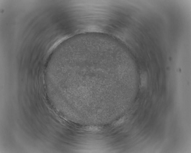 X0000065261266200603131153