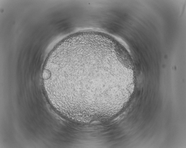 X0000065261279200603131153