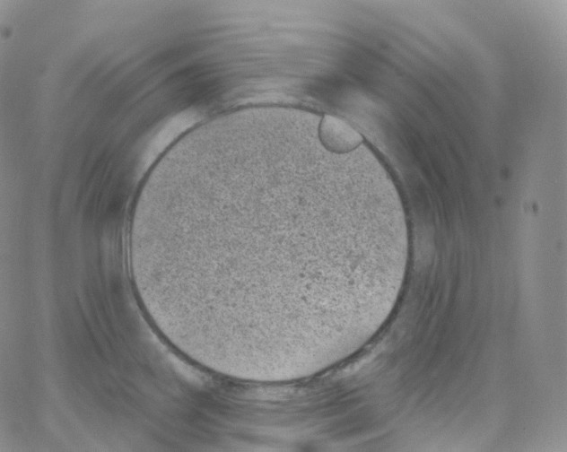 X0000065261290200603131153