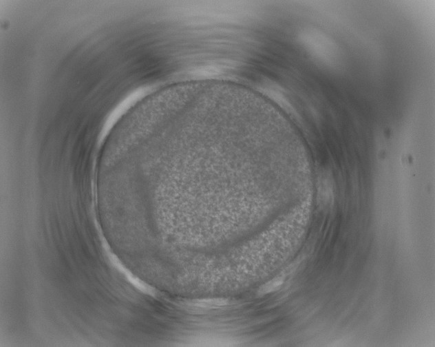 X0000065261294200603131153