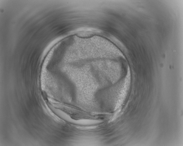 X0000065261296200603131153