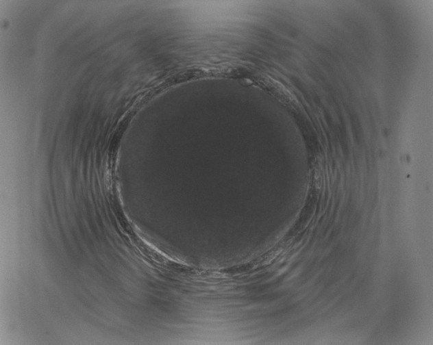 X0000065261298200603131152