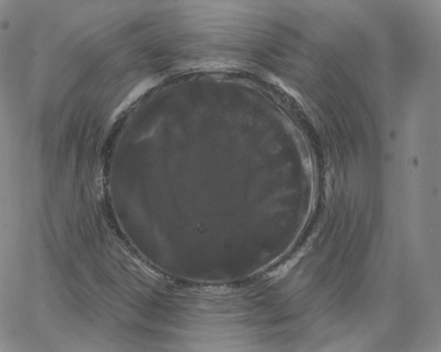 X0000065261306200603131152