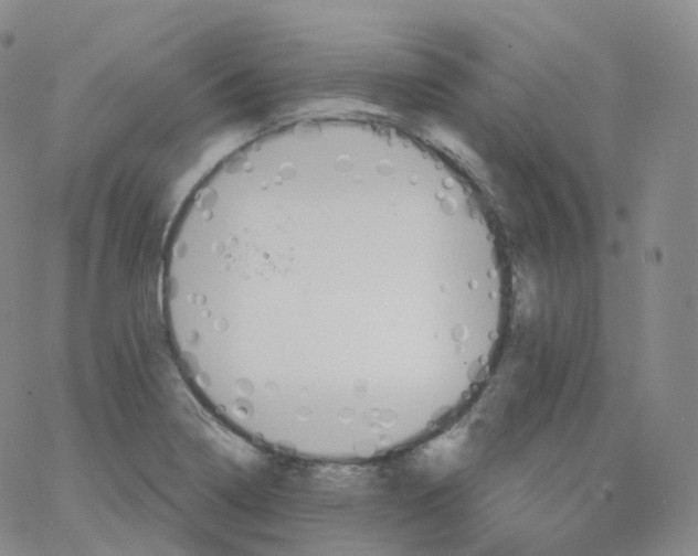 X0000065261322200603131153