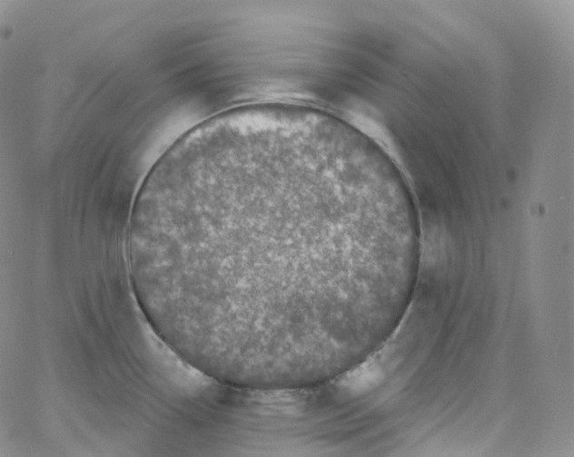 X0000065261338200603131153