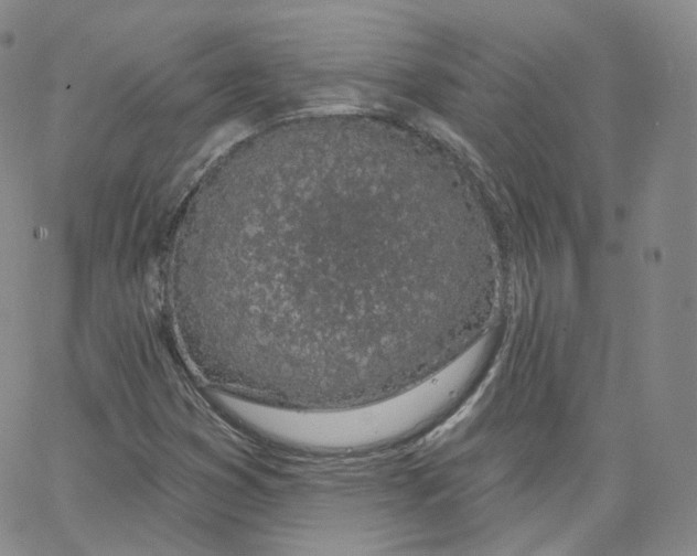 X0000065261353200603131152