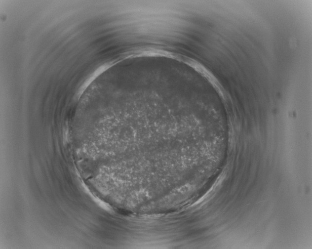 X0000065261385200603131151