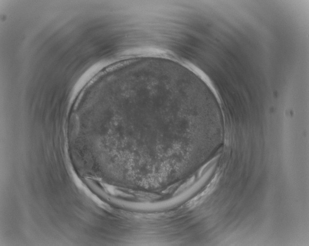 X0000065261389200603131151