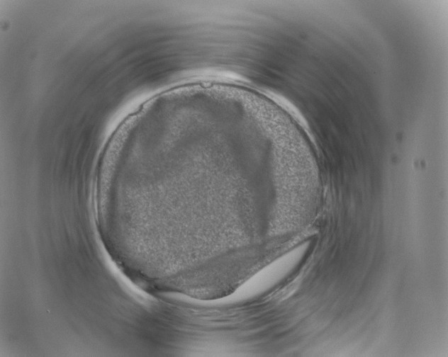 X0000065261391200603131151