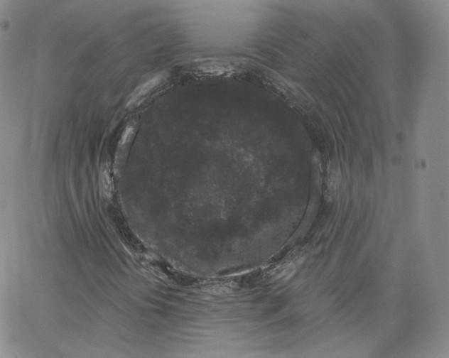 X0000065261394200603131151