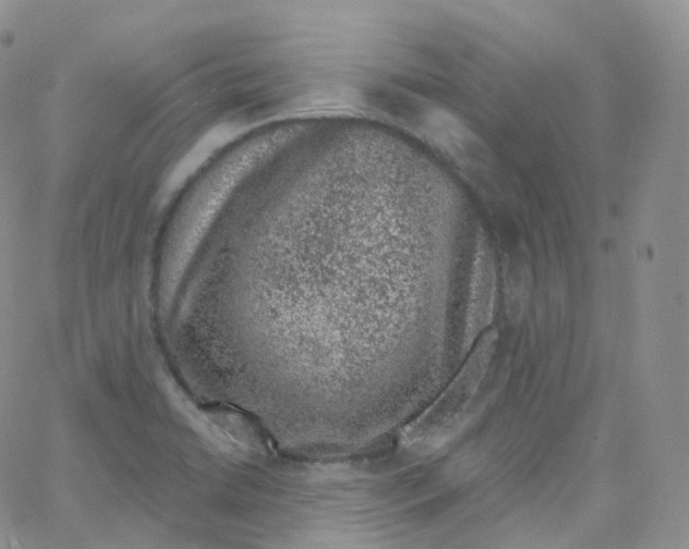 X0000065261422200603131151