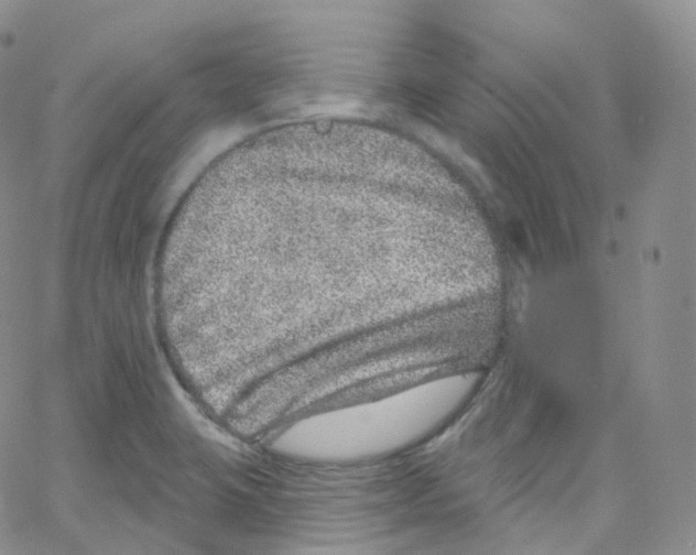 X0000065261423200603131151