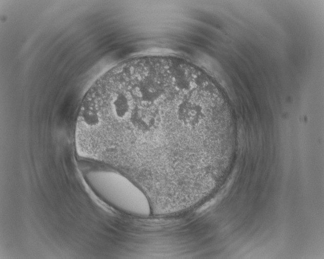 X0000065261425200603131151