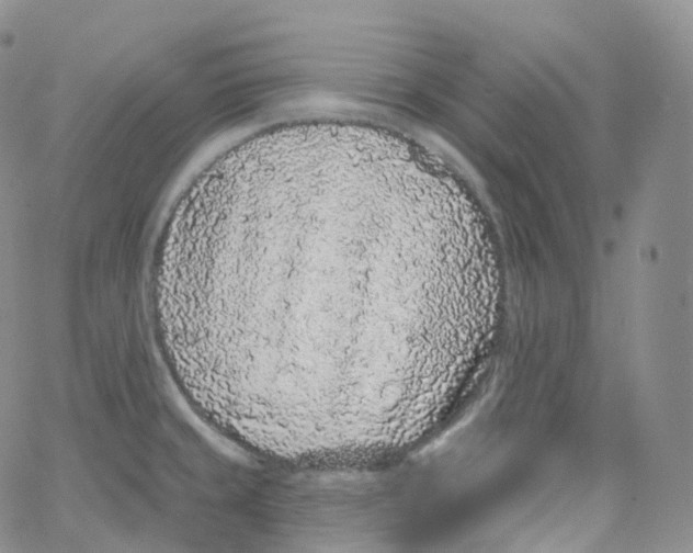 X0000065261429200603131151